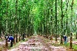 Giá cao su kỳ hạn tại Tokyo ngày 15/2 giảm 3% sau khi tăng 3 ngày liên tiếp 
